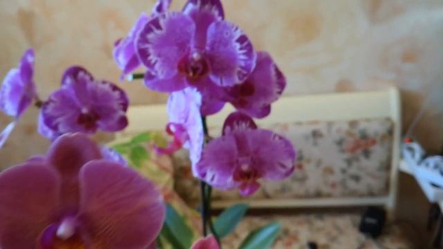 Мои орхидеи в кухне. Морозная вишня, зимняя вишня, или Поттер? смотреть онлайн