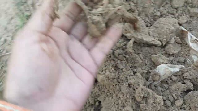 My हल्दी Harvesting смотреть онлайн