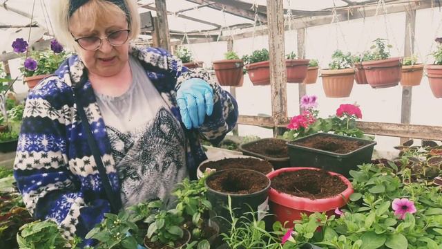 #ОБЗОР ЧЕРЕНКОВ ОТ АГРОФИРМЫ ВИОЛА#ПРОШЕЛ МЕСЯЦ# смотреть онлайн