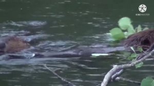 Жизнь [БОБРОВ] в Окружающей среде