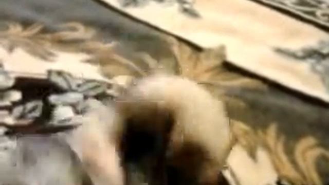 хорек бесится смешно смотреть онлайн