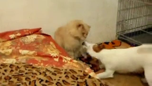 Встреча с котэ после долгой разлуки :) смотреть онлайн