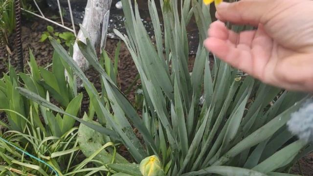 Прогулка по даче .Черемша у меня в саду ... смотреть онлайн