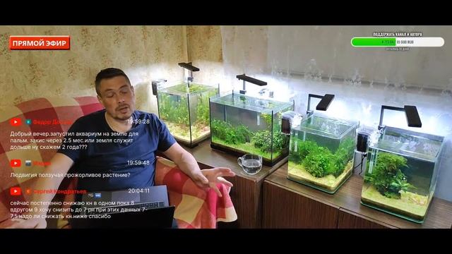 Бойцовая рыбка петушок. смотреть онлайн