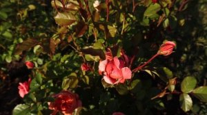 Роза Саммер Сонг - изогнутые лепестки создают захватывающую игру света и тени.