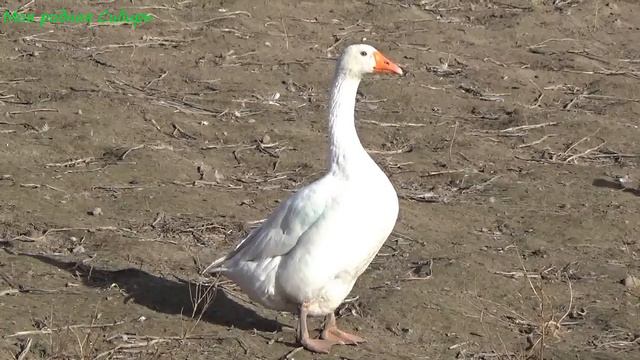 Сегодня утро теплое, гуси радуются! Маленький гусенок беспокойный растет! смотреть онлайн