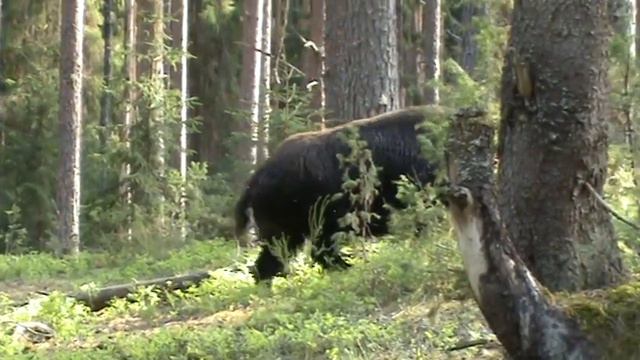 Состязания лаек. Кабан-экзаменатор. смотреть онлайн