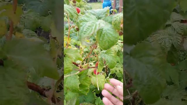 малина садовая смотреть онлайн