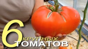 Очень вкусные, мясистые, крупноплодные помидоры! Советы от ЗЕЛЕНОГО ОГОРОДА!