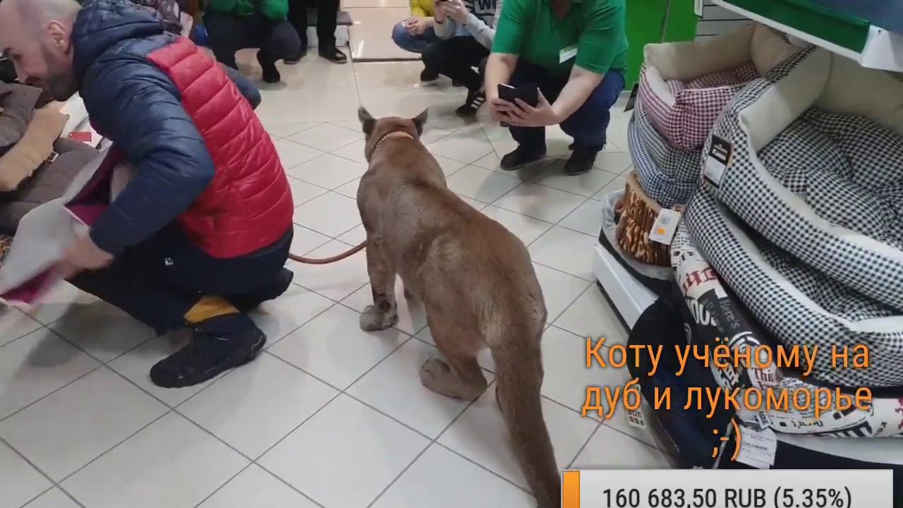 Прямой эфир. Шопинг с пумой Месси