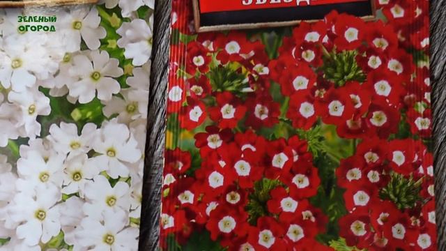 Посев ЦВЕТОВ на рассаду в марте! Советы от ЗЕЛЕНОГО ОГОРОДА! смотреть онлайн