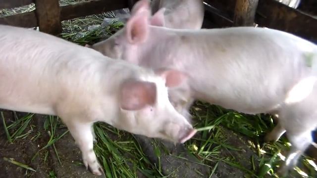 Размышления о добавках и скорости роста белых свиней. смотреть онлайн