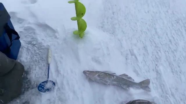 Рыбалка на судака! Волга 2023г! смотреть онлайн