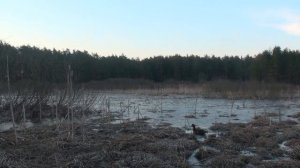 Звуки весенней охоты. Подсадные утки А.Лохматова. Часть 1.