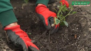 Посадка роз осенью – пошаговая инструкция для новичков