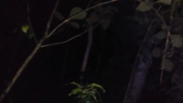 ?LIVE MISTERI MALAM INI || SETAN ALAS смотреть онлайн