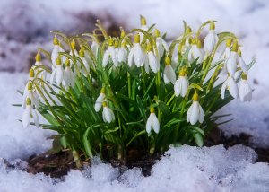Подснежник РЕЛАКС ТЕРАПИЯ ИМПРОВИЗАЦИЯ композитор Виктор Анохин #музыка #piano #instrumental #цветы