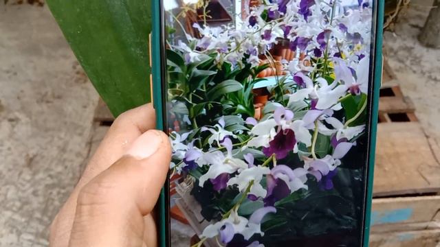 DENDROBIUM INDONESIA RAYA BLUE KNOP CUMAN 110K смотреть онлайн