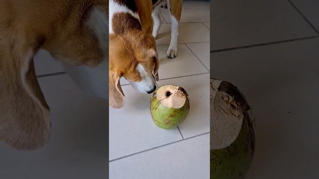 Coconut Dog | Tim the Beagle смотреть онлайн