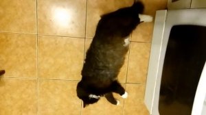 как заставить кота покушать