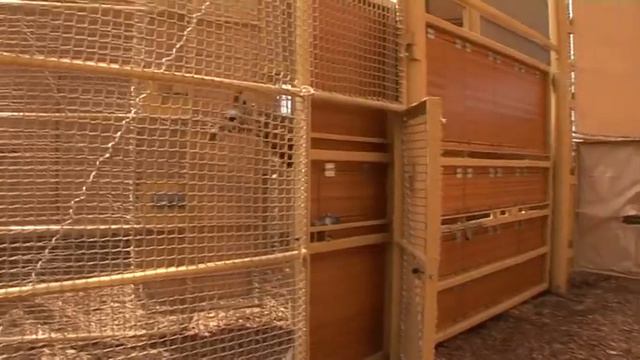 Verhuizing GIRAFFEN naar hun nieuwe onderkomen in Diergaarde Blijdorp Rotterdam смотреть онлайн