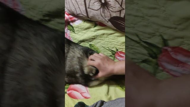 Нежности много не бывает! смотреть онлайн
