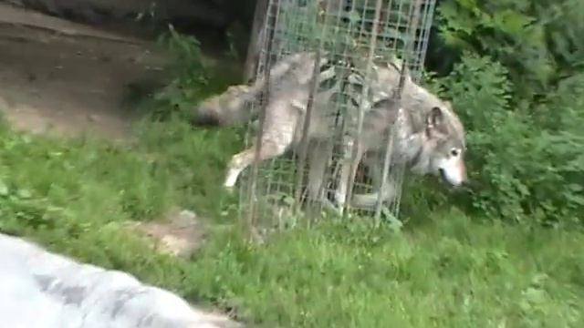 Равиль в москве зоопарк метро баррикадной смотреть онлайн