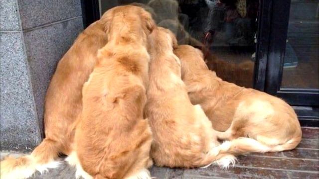 4 ретривера замерли, как вкопанные, около витрины магазина,все были поражены... смотреть онлайн