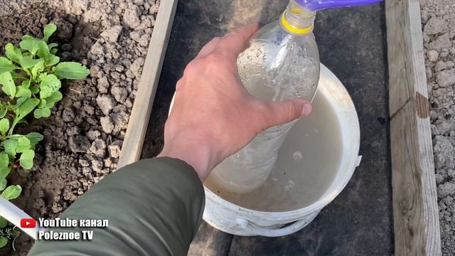 Всегда кормлю этим рассаду помидор перед высадкой! Урожай получаю намного раньше смотреть онлайн