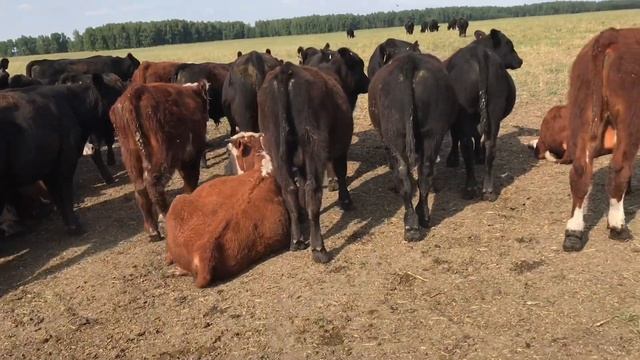 Бычки Ангусы и Герефорды Angus And Hereford In KAZAKHSTAN смотреть онлайн