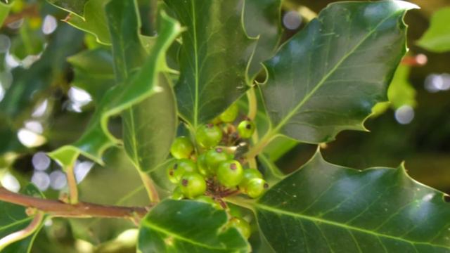 Bach flower Holly смотреть онлайн