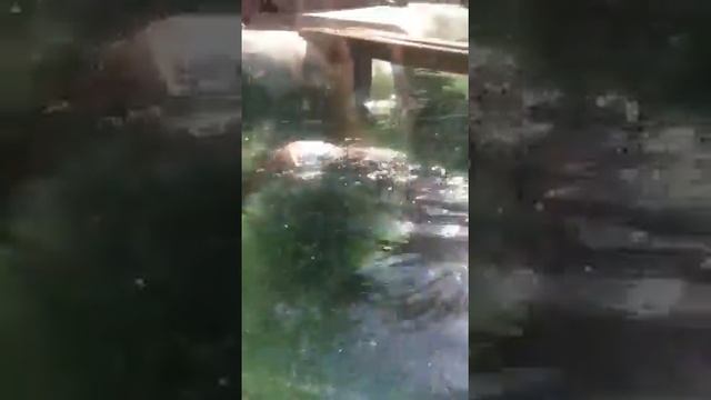 Семейство куниц смотреть онлайн