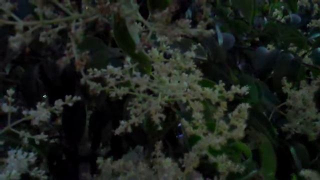 Цветочно-древесное смотреть онлайн