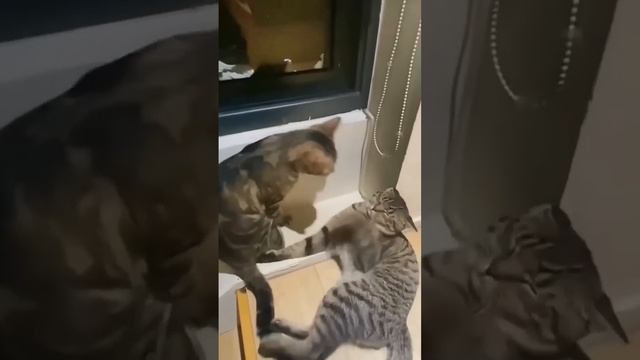 Топ нарезка "получи по усатый морде") смотреть онлайн