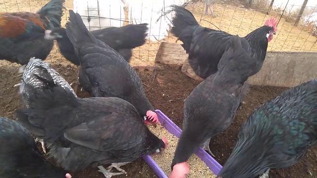 Барбезье и Мараны ФРАНЦИЯ // Секреты хороших урожаев. смотреть онлайн