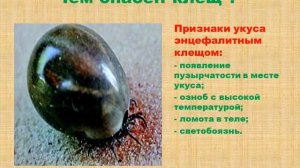 Беседа для детей и их родителей "Этот опасный клещ"