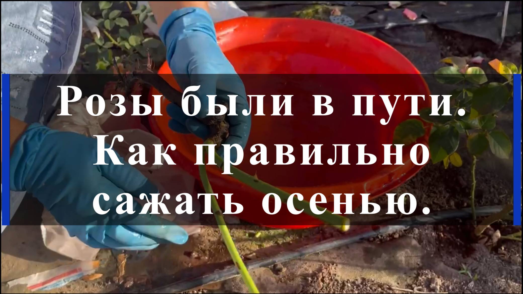 Розы были в пути.
Как правильно сажать осенью. смотреть онлайн