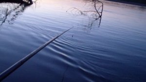 Рыбалка на Оби. Ловля крупного леща в глухом коряжнике на поплавочную удочку. День 3.