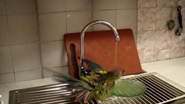 Оська5. Oska горный попугай regent parrot смотреть онлайн