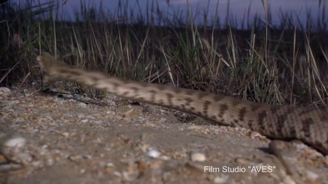 Гюрза - Смертельный бросок: 16-кратное замедление | Film Studio Aves смотреть онлайн