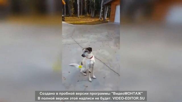 Смешные видео про животных #2