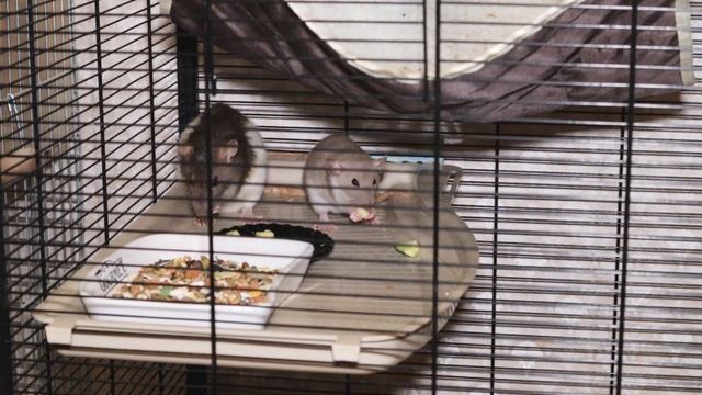 Почему крыса кусается до крови - как отучить крысу кусаться? Крыса укусила человека – что делать? смотреть онлайн