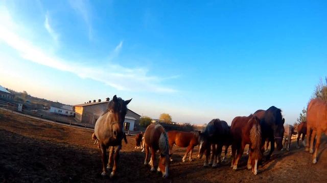Табун тяжеловозов|Закат|Соломахино Ранчо смотреть онлайн