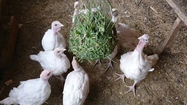 Трава в сетке для индюшат смотреть онлайн