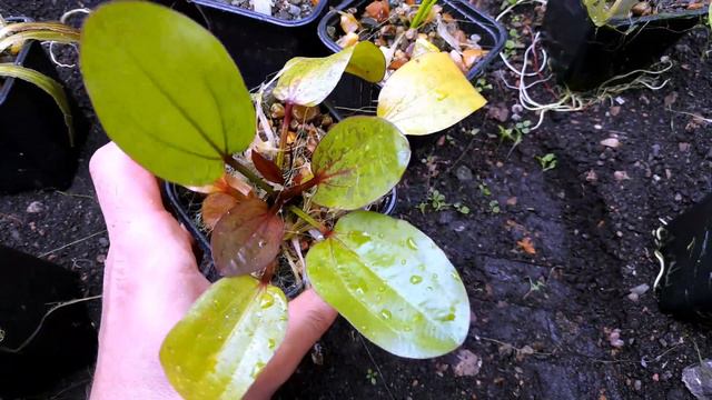 ФЕРМА РАСТЕНИЙ. ЗАМОРОЗИЛ ЭХИНОДОРУСЫ смотреть онлайн