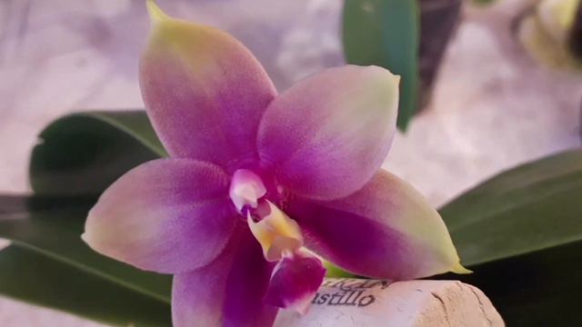 18.07.21 Орхидеи Азиаты Phal.Caribbean Sunset,Bellina Eagle Mituo первое цветение смотреть онлайн