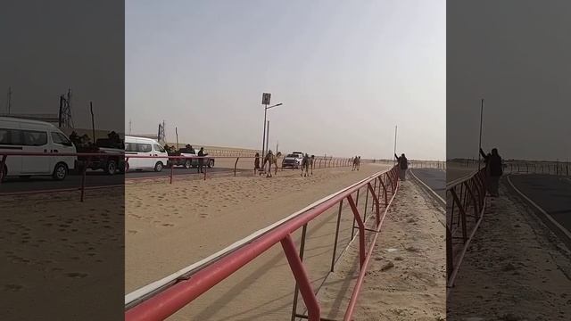 Camel racing_Robot jockey_in the Desert смотреть онлайн