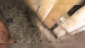 СВИНОМАТКА НЕ МОЖЕТ РАЗРОДИТСЯ, ЧТО НУЖНО ДЕЛАТЬ?THE SOW CAN'T GIVE BIRTH, WHAT SHOULD I DO?