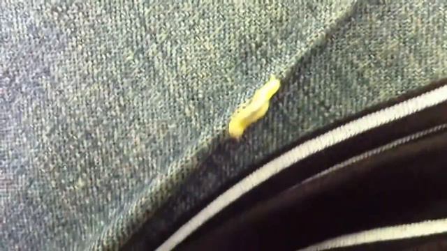 маленькая гусиничка смотреть онлайн