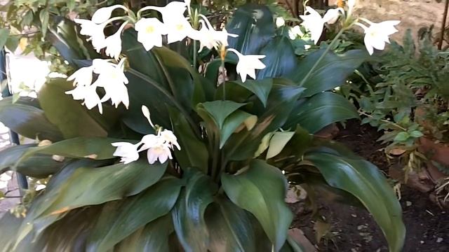 Plantas del Interior con Flor Blanca Lirio Viveros De Plantas Eucharis Amazonica Mata de Billete смотреть онлайн